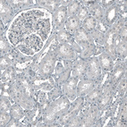 Anti-CDK2 Antibody