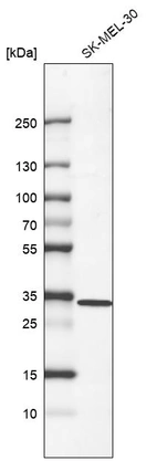Western blot analysis in human cell line SK-MEL-30.