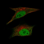 Immunofluorescence staining of SK-MEL-30 cells using the Anti-CDK2 monoclonal antibody, showing specific staining in the nucleoplasm and cytosol in green. Microtubule- and nuclear probes are visualized in red and blue, respectively (where available).
