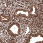 Anti-CDK4 Antibody