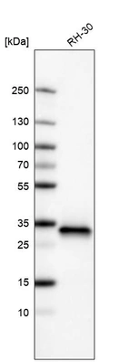 Western blot analysis in human cell line RH-30.