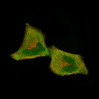 Immunofluorescence staining of RH-30 cells using the Anti-CDK4 monoclonal antibody, showing specific staining in the nucleoplasm and cytosol in green. Microtubule- and nuclear probes are visualized in red and blue, respectively (where available).