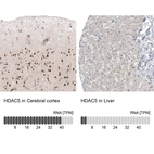 Anti-HDAC5 Antibody