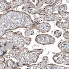 Immunohistochemical staining of human placenta shows moderate to strong nuclear positivity in trophoblastic cells.