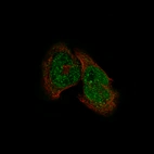 Immunofluorescence staining of RH-30 cells using the Anti-HDAC5 monoclonal antibody, showing specific staining in the nucleoplasm and cytosol in green. Microtubule- and nuclear probes are visualized in red and blue, respectively (where available).