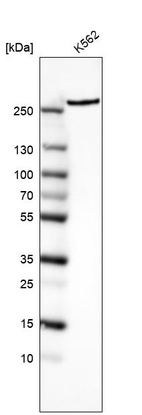 Anti-MTOR Antibody