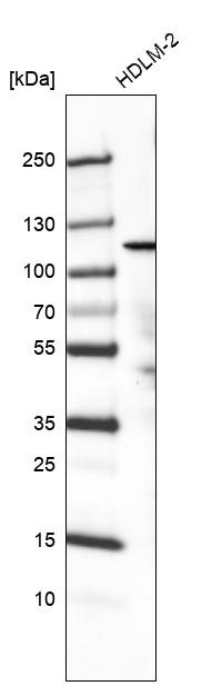 Anti-PIK3CA Antibody
