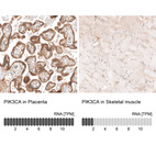 Anti-PIK3CA Antibody