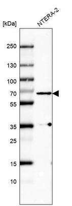 Anti-PLK1 Antibody