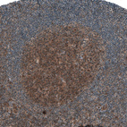Immunohistochemical staining of human tonsil shows moderate cytoplasmic positivity in germinal center cells.