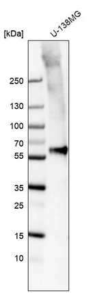 Western blot analysis in human cell line U-138MG.