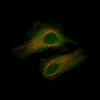 Anti-SMAD2 Antibody