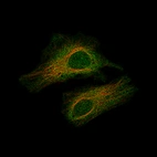 Immunofluorescence staining of HeLa cells using the Anti-SMAD2 monoclonal antibody, showing specific staining in the cytosol and nucleoplasm in green. Microtubule- and nuclear probes are visualized in red and blue, respectively (where available).