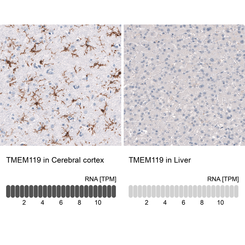 Anti-TMEM119 Antibody