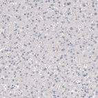 Anti-TMEM119 Antibody