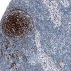 Immunohistochemical staining of human lymphoid tissues shows strong membranous positivity in germinal center cells.