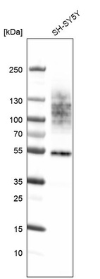 Western blot analysis in human cell line SH-SY5Y.