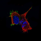 Anti-TMEM119 Antibody