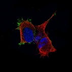 Immunofluorescence staining of SH-SY5Y cells using the Anti-TMEM119 monoclonal antibody, showing specific staining to the plasma membrane in green. Microtubule- and nuclear probes are visualized in red and blue, respectively (where available).