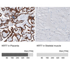 Anti-KRT7 Antibody