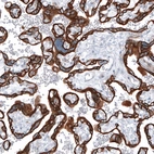 Immunohistochemical staining of human placenta shows strong cytoplasmic positivity in trophoblastic cells.