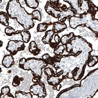 Anti-KRT7 Antibody