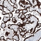 Immunohistochemical staining of human placenta shows strong cytoplasmic positivity in trophoblastic cells.