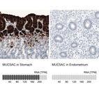 Anti-MUC5AC Antibody