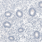 Anti-MUC5AC Antibody