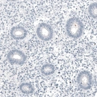 Immunohistochemical staining of human endometrium shows no positivity in glandular cells as expected.