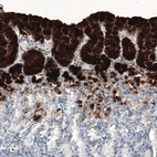 Immunohistochemical staining of human stomach shows very strong positivity in mucus in glandular cells.