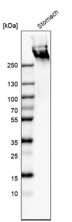 Western blot analysis in human stomach tissue.