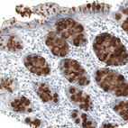 Anti-MUC2 Antibody