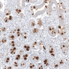 Immunohistochemical staining of human duodenum shows strong positivity in mucus in glandular cells.