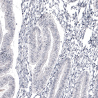 Immunohistochemical staining of human endometrium shows no positivity in glandular cells as expected.