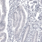 Immunohistochemical staining of human endometrium shows no positivity in glandular cells as expected.
