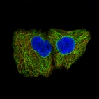 Immunofluorescence staining of A-431 cells using the Anti-KRT5 monoclonal antibody, showing specific staining in intermediate filaments in green. Microtubule- and nuclear probes are visualized in red and blue, respectively (where available).