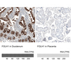 Anti-FOLH1 Antibody