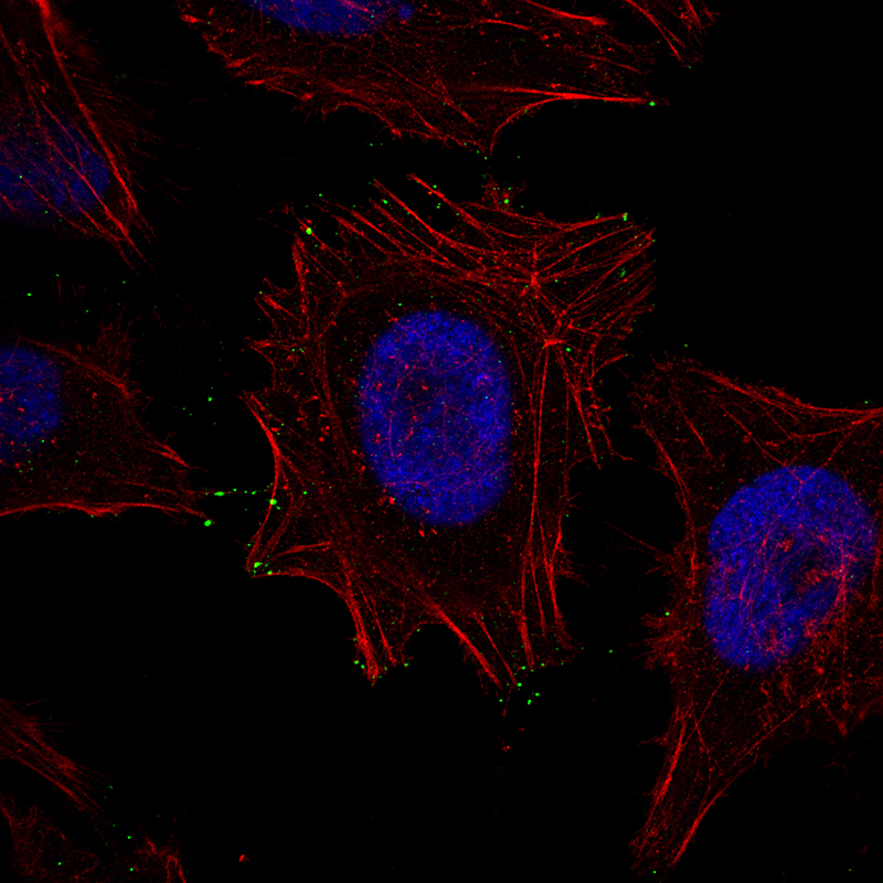 Anti-MYO10 Antibody