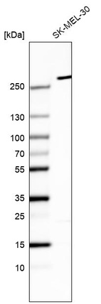 Anti-MYO10 Antibody