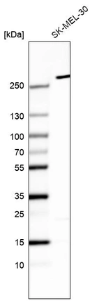 Anti-MYO10 Antibody