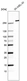 Anti-MYO10 Antibody
