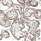 Immunohistochemical staining of human placenta shows moderate cytoplasmic positivity in trophoblastic cells.