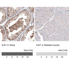 Anti-IL4I1 Antibody
