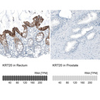 Anti-KRT20 Antibody