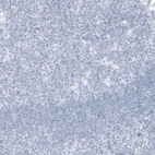 Immunohistochemical staining of human tonsil shows no positivity in non-germinal and germinal center cells as expected.