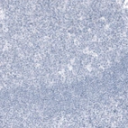 Immunohistochemical staining of human tonsil shows no positivity in non-germinal and germinal center cells as expected.