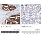 Anti-KLK3 Antibody