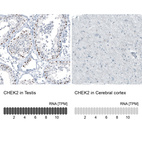 Anti-CHEK2 Antibody