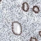 Immunohistochemical staining of human endometrium shows strong nuclear positivity in glandular cells.
